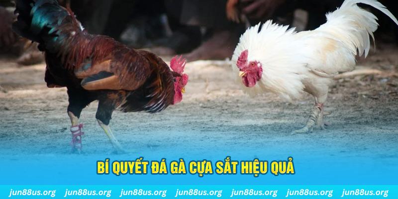 lucky ball đá gà cựa dao