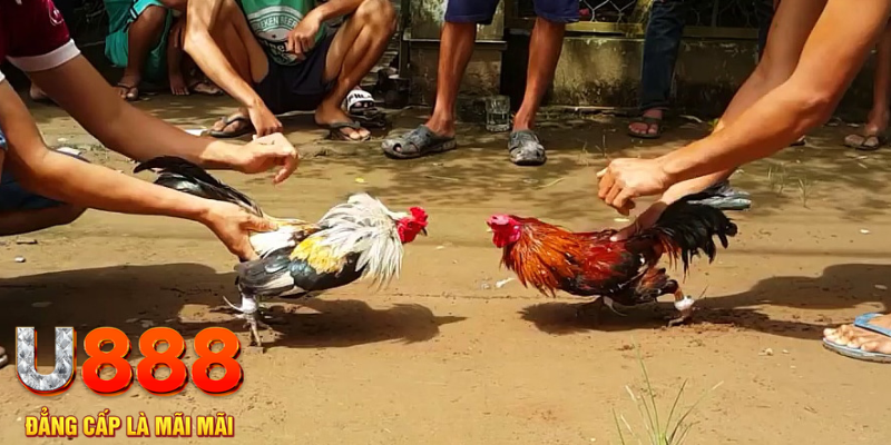 lucky ball đăng nhập mậu binh rút tiền nhanh