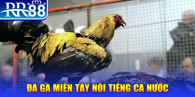 lucky ball gà chọi c1.com trực tiếp 888
